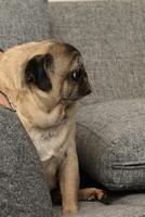 Pug lounging comfortably on a cozy couch while observing its surroundings in a warm home setting photo