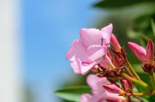 Bright pink oleander flowers on a branch under the clear blue sky. Summer floral scene with vivid colors, perfect for nature backgrounds and botanical themes. photo