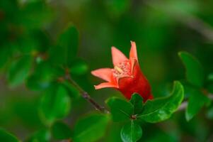 Bright Red Pomegranate Flower in Spring photo