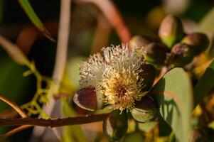 Macro shot of eucalyptus flower buds in natural light. Photographed in Northern Cyprus 1. Soft background, botanical and organic texture. photo
