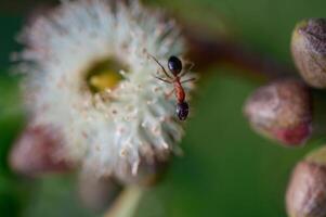 Macro photo of a small ant walking on an open eucalyptus flower. Captured in Northern Cyprus. Natural light, shallow depth of field.