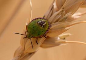 Macro photograph of a green vegetable bug sitting on rye stalks in Cyprus. Detailed view of insect interacting with agricultural crops. photo