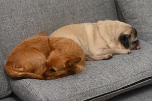 Two adorable dogs snuggle together on a cozy gray couch in a warm living room setting photo