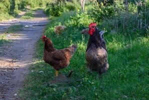 Chickens roam freely along a rustic path in a lush countryside setting during photo