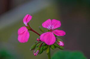 Blooming pink flowers captured in a serene garden setting during golden hour 1 photo