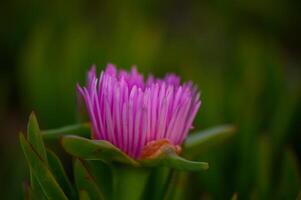 Bright pink flower blooms elegantly amidst lush greenery in a tranquil garden setting during the golden hour of late afternoon photo