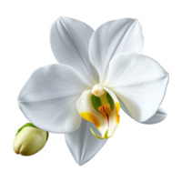 Beautiful White Orchid Bloom with Delicate Textured Petals and Vibrant Center png