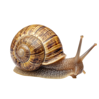 A snail with a shell isolated on a transparent background png