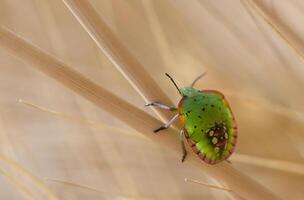 Close-up of a green stink bug Nezara viridula sitting on rye spikelets in Cyprus. A detailed macro shot in a rural Mediterranean setting photo