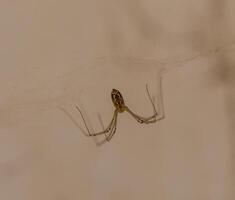 Macro image of Holocnemus pluchei, a harmless long-legged spider often found indoors. Known for its delicate body and web structure. Ideal for science, nature and pest control themes. photo