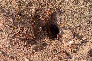 Macro image of ants actively moving near their nest entrance. Captured in Northern Cyprus. Focus on insect teamwork and natural behavior. photo