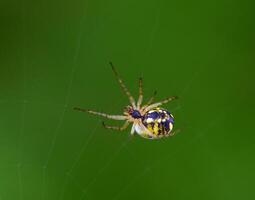 Argiope bruennichi sitting in the middle of its web with zigzag stabilimentum. Striking yellow-black pattern. photo