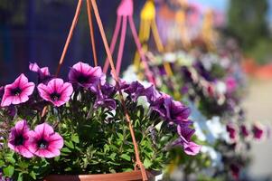 Vibrant floral display in hanging baskets brightens the sunny street with colors in a vibrant garden setting photo