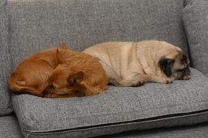 Cozy dogs snuggle together on a soft couch in a warm living room during a quiet afternoon photo