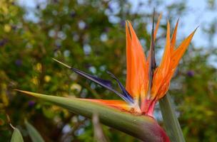 Vibrant Bird of Paradise strelitzia flowers standing out against a rustic stone wall in Cyprus. A beautiful blend of tropical flora and traditional Mediterranean architecture. photo