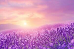 Lavender fields basking in the soft glow of a sunset over rolling hills. photo