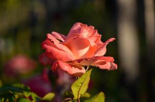 A delicate pink rose blooming in a peaceful garden in Cyprus. The soft petals and rich color capture the essence of Mediterranean beauty and tranquility. photo