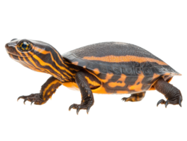 Eastern box turtle exploring its habitat in a natural setting png