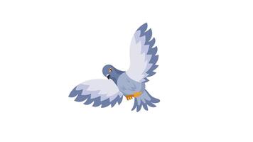 Animated pigeon flying loop animation on white and green screen video