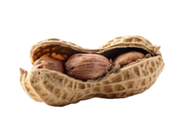 Natural peanut in its shell ready for healthy snacking and cooking png