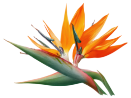 Vibrant bird of paradise flower for nature enthusiasts and decor png