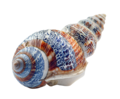 Unique seashell with intricate patterns perfect for craft projects png
