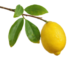 Fresh lemon on branch with green leaves for culinary use png