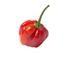 Fresh red chili pepper for cooking and culinary uses png