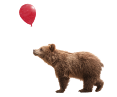 Curious bear gazes at a red balloon in playful moment png