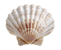 Beautiful seashell with intricate texture for decorative use png