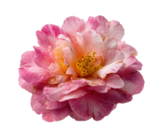 Camellia flower in pink and white for floral design projects png