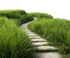Serene pathway through lush green grass in a tranquil setting png
