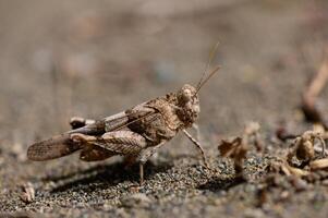 Close-up of a grasshopper on a dirt road in Cyprus. Natural rural scene with earthy tones and a hint of Mediterranean vegetation in the background. photo