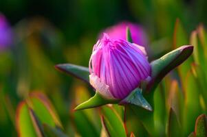 Colorful bloom emerges at dawn, showcasing nature's artistry in a serene garden setting photo