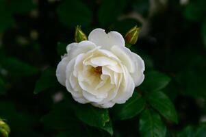 Elegant white rose in closeup with soft natural light and gentle bokeh. Perfect for romantic, wedding, or botanical themes. photo