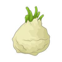 Vegetable named celeriac vector