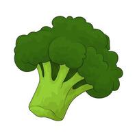 Vegetable named broccoli vector