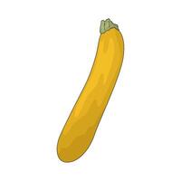 Vegetable named yellow squash vector