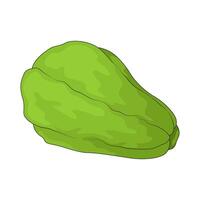 Vegetable named chayote vector