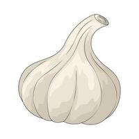 Vegetable named garlic vector