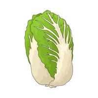 Vegetable named Chinese cabbage vector