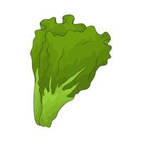 Vegetable named lettuce vector