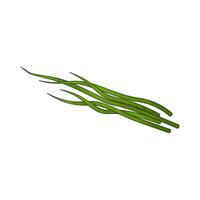 Vegetable named chives vector