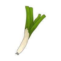 Vegetable named leek vector