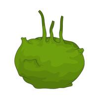 Vegetable named kohlrabi vector