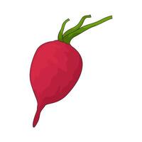 vegetable named radish vector