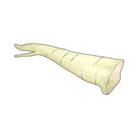 vegetable named bamboo shoot vector