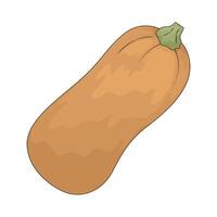 vegetable named squash vector