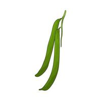vegetable named green bean illustration vector