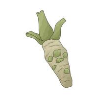 vegetable named wasabi root vector